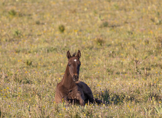 Cute Wild Horse Foal in summer in the Pryor Mountains Montana