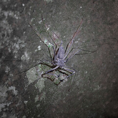 Araña escorpión - Amblypygi ( amblipigios) - Amazonía - Cuyabeno - Ecuador