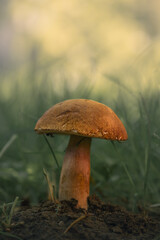 mushroom in the grass