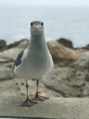 Close-up of Seagull by the Ocean