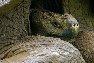 Retrato de tortuga gigante de las gálapagos - Rancho primicias - Isla Santa Cruz - Islas Galápagos - Ecuador