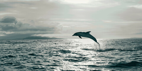 Fototapeta premium Dolphin Leaping Out of Ocean at Sunset with Scenic Mountain Background