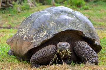 Obraz premium Retrato de tortuga gigante de las gálapagos - Rancho primicias - Isla Santa Cruz - Islas Galápagos - Ecuador