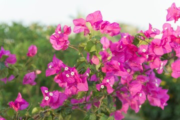 Close-up of vibrant pink bougainvillea flowers in full bloom with green foliage background