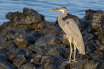 Retrato de garza - Isla Santa Cruz - Islas Galápagos - Ecuador