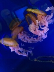 jellyfish in aquarium