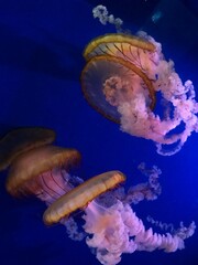 jelly fishes in aquarium