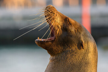 Retrato de lobo marino de las galápagos disfrutando del sol - Isla Santa Cruz - Islas Galápagos -...