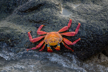 Cangrejo rojo de roca de las Galápagos (Grapsus grapsus - Sally Lightfoot Crab) - Isla Santa Cruz - Isla Galápagos - Ecuador