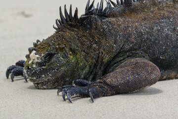 Retrato cercano de iguana marina sobre playa de arena blanca - Tortuga Bay - Isla Santa Cruz - Islas Galápagos - Ecuador