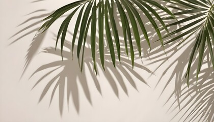 Obraz premium Palm leaves and shadow on a light background