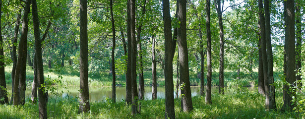 Panorama of the forest on a quiet sunny summer day.