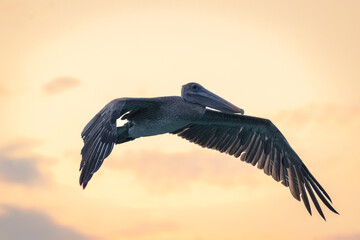 Pelícano volando - Puerto Ayora - Isla Santa Cruz - Islas Galápagos - Ecuador 