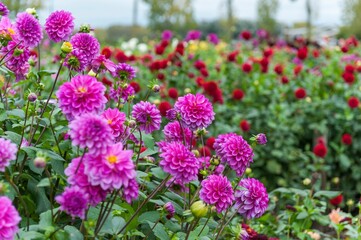 Obraz premium Vibrant field of blooming pink and red dahlias in a garden on a clear day
