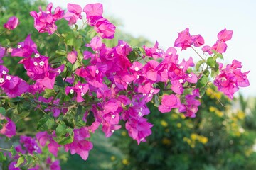 Vibrant bougainvillea plant with bright pink flowers in a garden setting on a sunny day