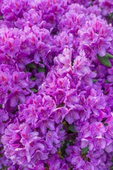 Fototapeta premium Vertical close-up of vibrant purple rhododendron flowers in full bloom.