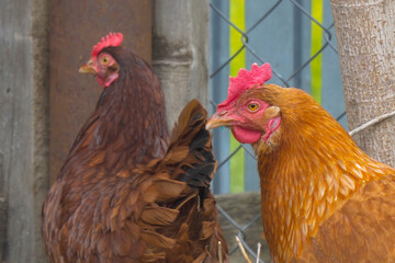 Portrait of young red laying hen