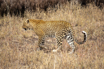 A leopard walks though the grass in Serengeti, Tanzania
