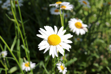 Chamomile daisy flower on the background of grass and other daisies on a sunny day - horizontal photo, close-up
