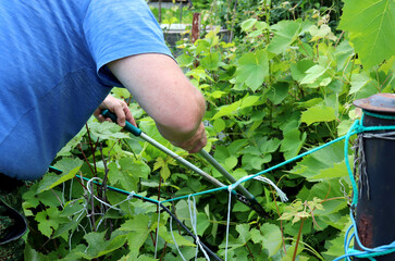 Pensioner man with garden pruning shears in his hands removes bad grape leaves in the garden -...