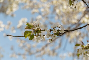 Spring Tree Blossom