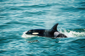 Orca swimming gracefully through the ocean, breaking the surface