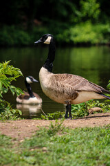Walk like a duck 
