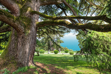 View of the calm blue sea from under huge old spruce branches covered with moss. Amazing fairytale background of nature.