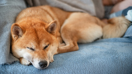 A Shiba Inu dog sleeps next to its owner on the sofa. Close-up.