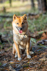 Portrait of smiling Shiba Inu dog sitting in the forest. Blurred nature background.