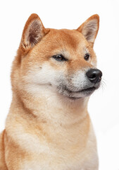 Portrait of Shiba Inu dog on white background.