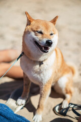 Shiba Inu dog sitting on the beach. Blurred crowded beach at the background.