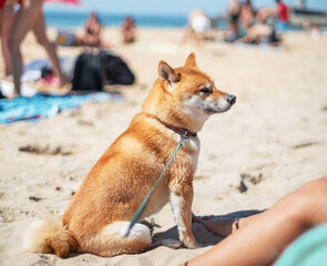 Shiba Inu dog sitting on the beach. Blurred crowded beach at the background.