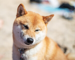 Shiba Inu dog sitting on the beach. Blurred crowded beach at the background.