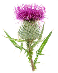Milk thistle flower isolated on white background.