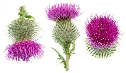 Milk thistle flower heads isolated on white background.