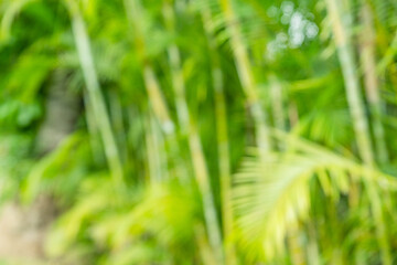 Bokeh green bamboo culms and leaves. Light green tropical summer pattern or background.