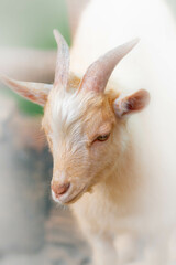 Fototapeta premium white goat on the farm 