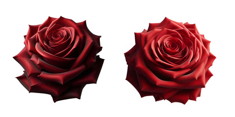 Red rose png background | Transparent Background