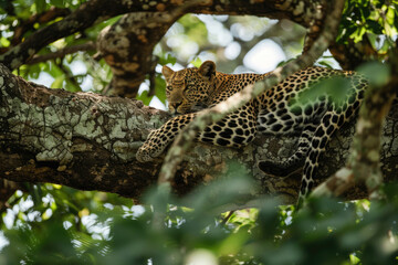 Leopard resting on a tree branch, spots blending with the foliage
