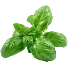 basil isolated herb, transparent background