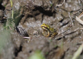 Juvenile Pacific Treefrog sitting in a dog's footprint in the mud