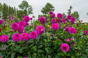 Vibrant garden of pink dahlias in full bloom with a background of green trees on a cloudy day