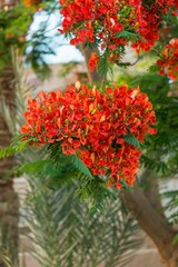 Naklejka premium Vertical close-up of vibrant red flowers on a tree branch with green leaves in a garden setting