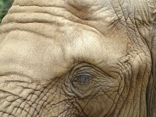 Fototapeta premium The eye of an African elephant. Detail
