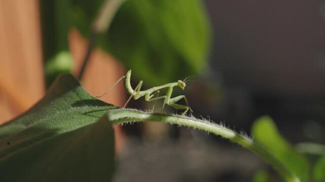 Praying mantis on a sunflower plant 