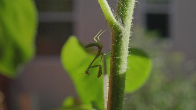 Praying mantis on a sunflower plant 
