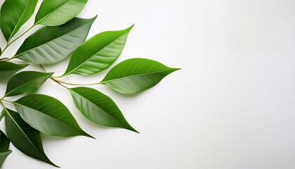 green leaves background