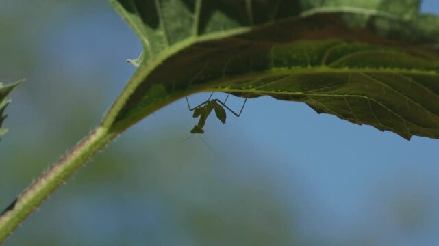 Praying mantis on a sunflower plant 