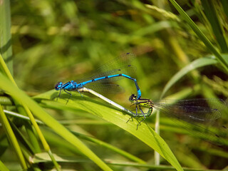 Damselfly dragonfly on leaf